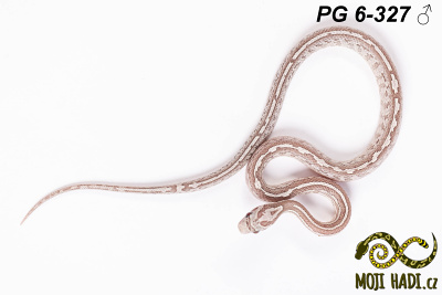 hadi na prodej, mládě, český chov hadů, odchov hadů, mojihadi.cz, Pantherophis guttatus, corn snakes, užovka červená, Granite Teesera Ultramel, Diffused Anery